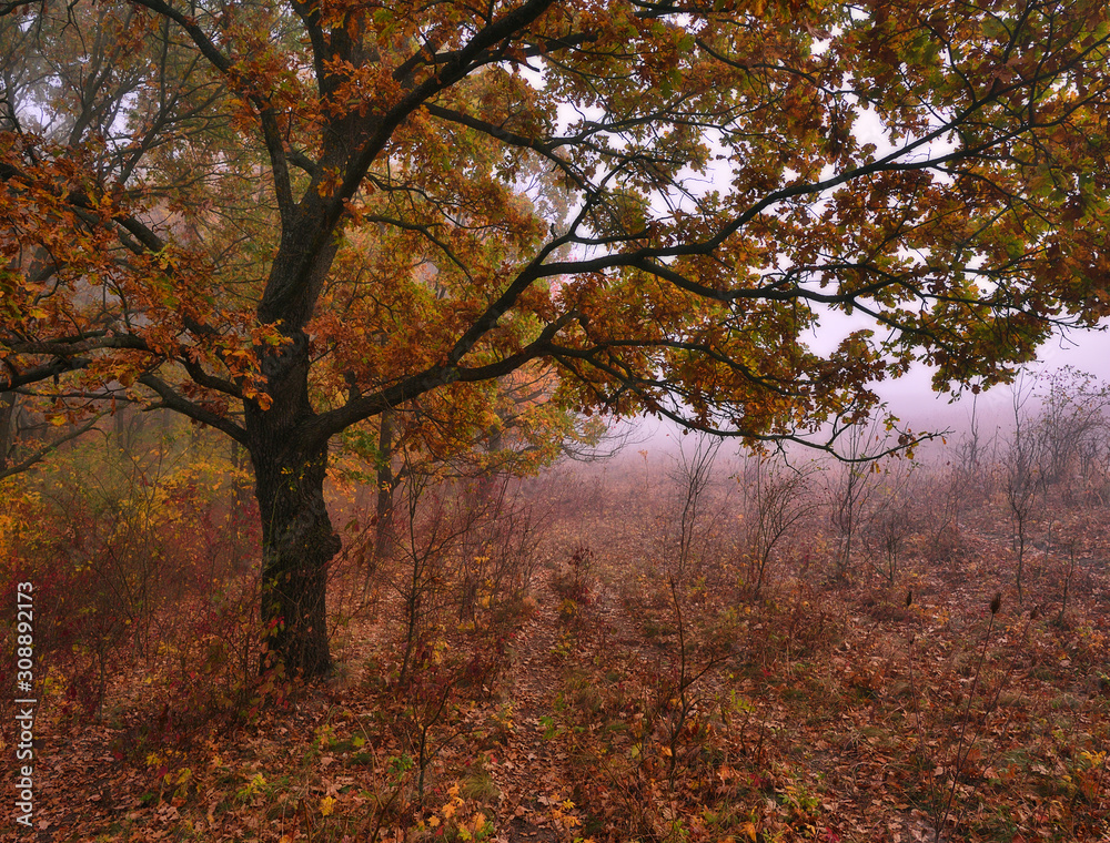 autumn forest. foggy morning in the fairy forest. picturesque morning