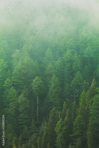 Mushkpuri Top, Nathiagali, Pakistan photo