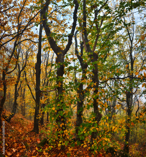 autumn forest. foggy morning in the fairy forest. picturesque morning