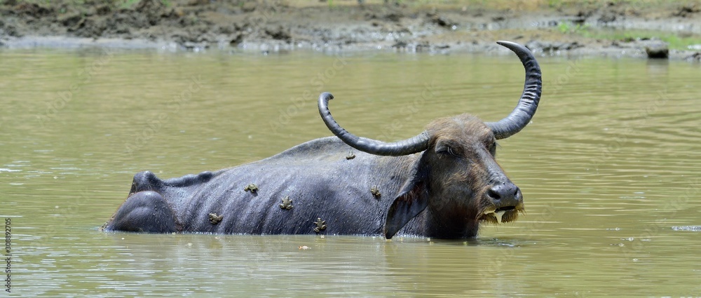 Obraz premium Water Buffalo and frogs. / Refreshment of Water buffalo. Male water buffalo bathing in the pond in Sri Lanka. The Sri Lanka wild water buffalo (Bubalus arnee migona),