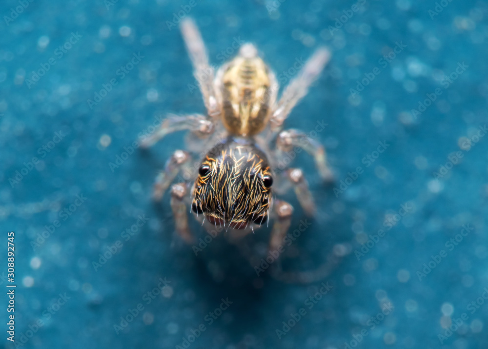 Macro Photo of Tiny Jumping Spider Isolated on Blue Floor Macro Photo of Tiny Jumping Spider Isolated on Blue Floor