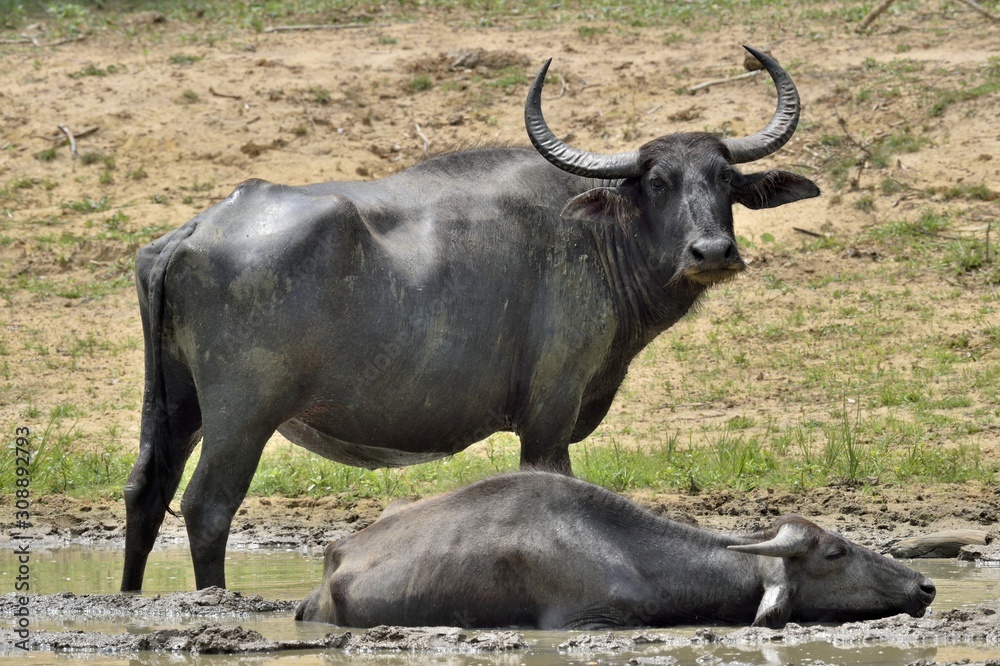 Refreshment of Water buffalos. Female and calf of water buffalo bathing in the pond in Sri Lanka. The Sri Lanka wild water buffalo (Bubalus arnee migona), Refreshment of Water buffalos. Female and calf of water buffalo bathing in the pond in Sri Lanka. The Sri Lanka wild water buffalo (Bubalus arnee migona),