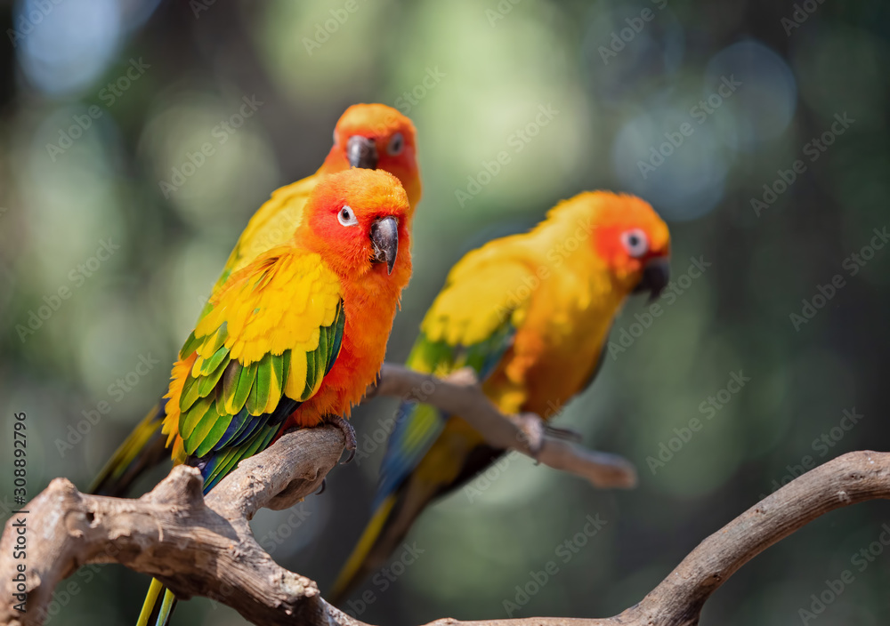 Close up Sun Conure Parrot Perched on Branch Isolated on Background