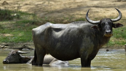 Fototapete Büffel Wasserbüffel-Mutter mit Kalb in Sri Lanka  © Uryadnikov Sergey