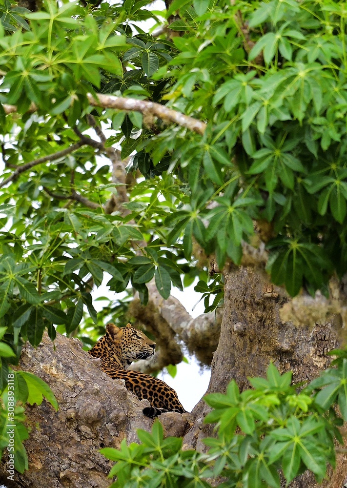 Leopard on a tree. The Sri Lankan leopard (Panthera pardus kotiya)