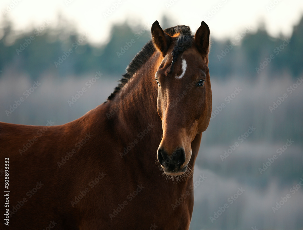 Belorussian draft horse