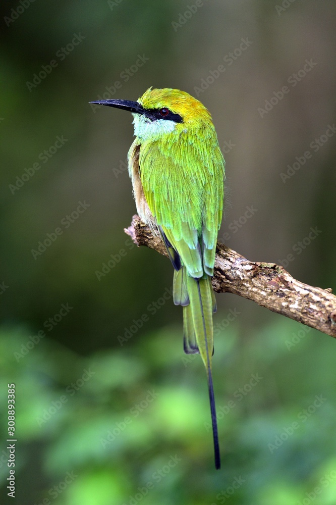 Bee-eater on the branch. Natural green background.The Green Bee-eater/ Merops orientalis, (sometimes Little Green Bee-eater). Sri Lanka Bee-eater on the branch. Natural green background.The Green Bee-eater/ Merops orientalis, (sometimes Little Green Bee-eater). Sri Lanka