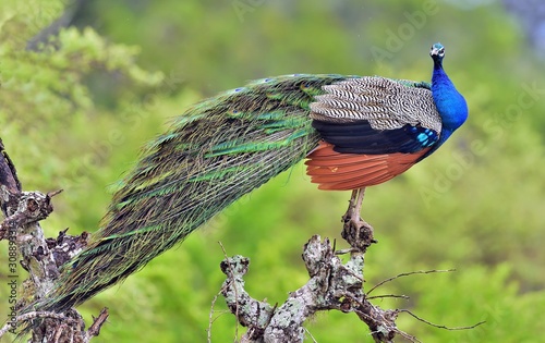 Peacock on the tree. Portrait of beautiful peacock with feathers out. The Indian peafowl or blue peafowl (Pavo cristatus)