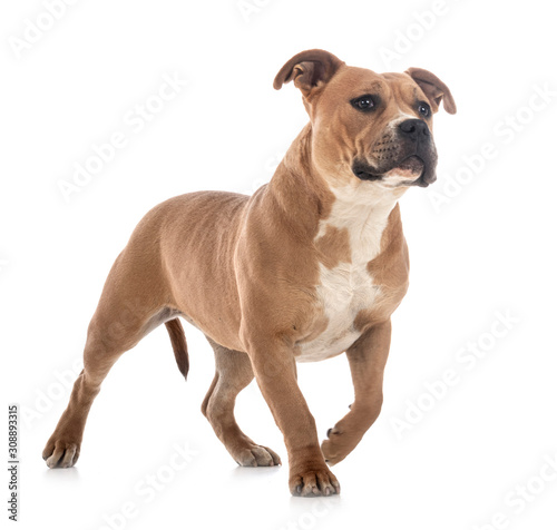 Beige staffordshire bull best sale terrier