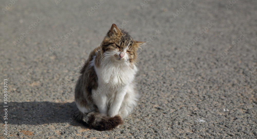 Cute fluffy homeless cat sits on road close up, Cyprus Cute fluffy homeless cat sits on road close up, Cyprus