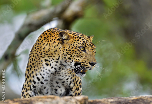 Leopard roaring. Leopard on a stone. The Sri Lankan leopard (Panthera pardus kotiya) female. © Uryadnikov Sergey