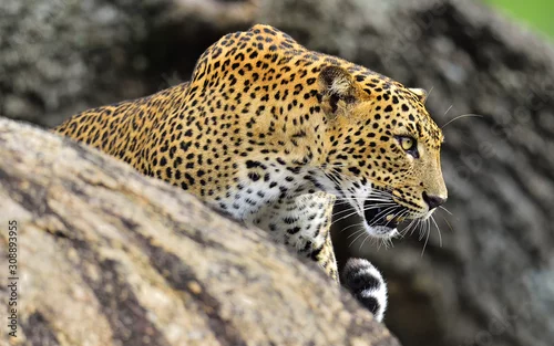 Fototapeta samoprzylepna Ryk lamparta. Lampart na kamieniu. Samica lamparta Sri Lanki (Panthera pardus kotiya).