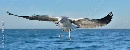 Fotografia, Obraz Flying  Juvenile Kelp gull (Larus dominicanus), also known as the Dominican gull and Black Backed Kelp Gull