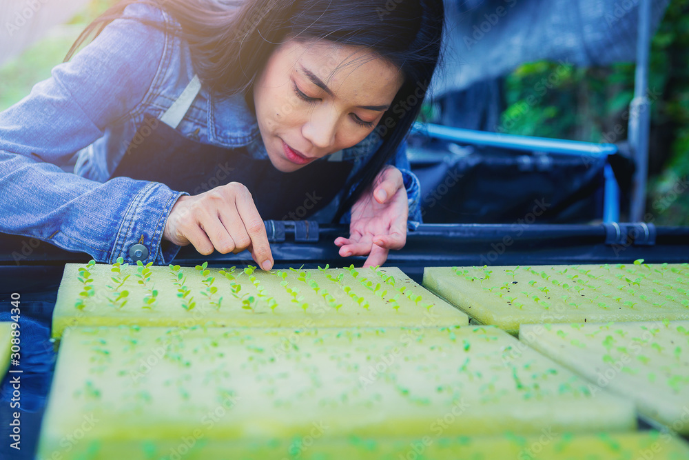 Farmer, Owner hydroponics vegetable farm in the greenhouse inspects the quality of the sprout organic vegetables for next step plantation. Farmer, Owner hydroponics vegetable farm in the greenhouse inspects the quality of the sprout organic vegetables for next step plantation.