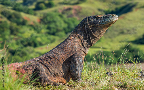 Komodo dragon.   Varanus komodoensis   Biggest in the world living lizard in natural habitat. Rinca Island. Indonesia.