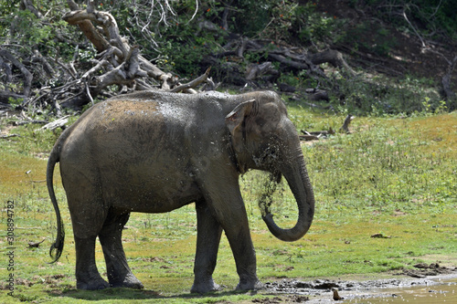 Elephant spraying dirt and water on itself from its trunk.. The adult Male of Sri Lankan elephant (Elephas maximus maximus). Yala National Park. Sri Lanka.