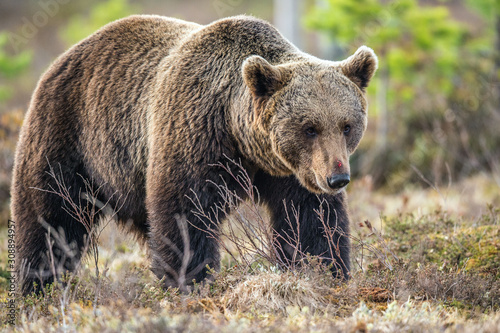 Wild Brown Bear in the spring forest. European Brown Bear ( Ursus Arctos )