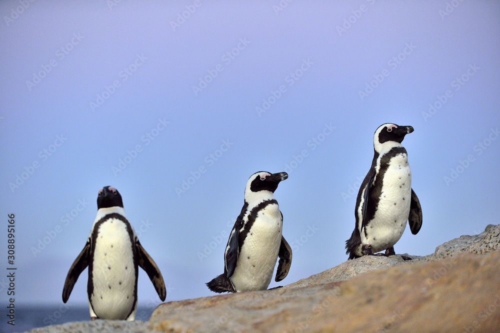 Naklejka premium African penguins (spheniscus demersus) The African penguin on the shore in evening twilight. sunset sky. South Africa.