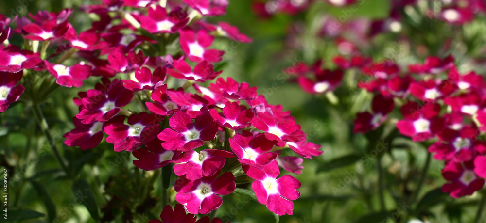 Fototapeta premium The bright verbena flowers, purple with the white middle, collected in inflorescences on a green background of leaves.