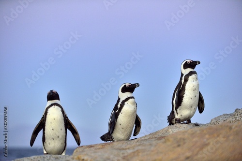 African penguins (spheniscus demersus) The African penguin on the shore in evening twilight. sunset sky. South Africa.