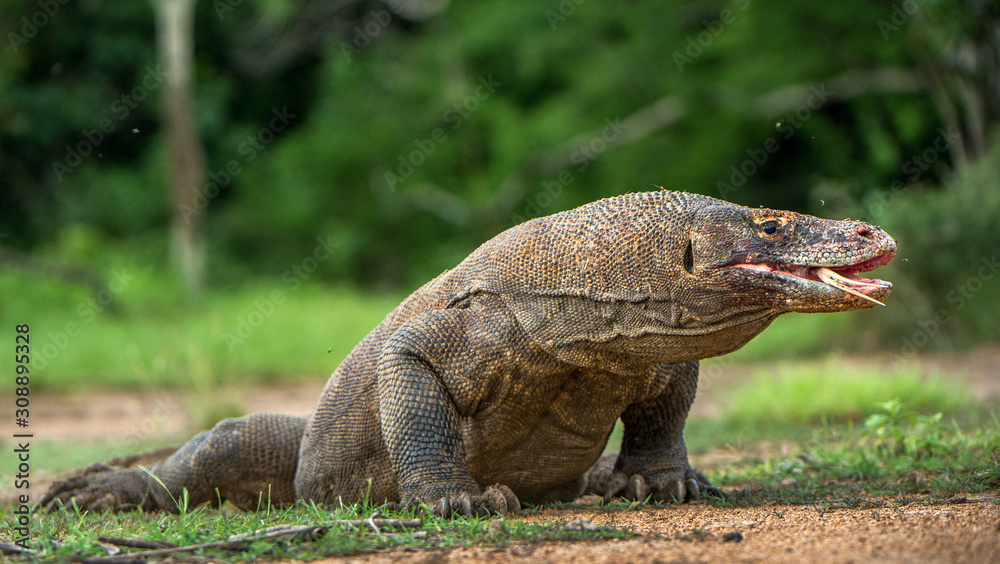 Komodo dragon with the forked tongue sniff air. Close up portrait. ( Varanus komodoensis ) Biggest in the world living lizard in natural habitat. Rinca Island. Indonesia. Komodo dragon with the forked tongue sniff air. Close up portrait. ( Varanus komodoensis ) Biggest in the world living lizard in natural habitat. Rinca Island. Indonesia.