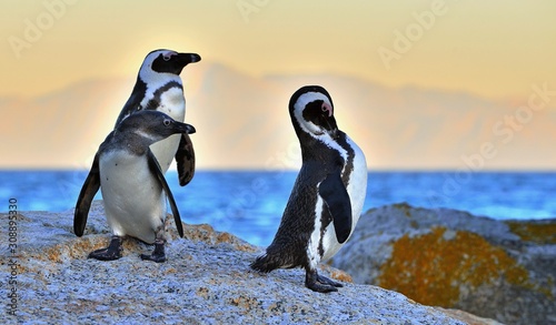 African penguins  spheniscus demersus  The African penguin on the shore in  evening twilight above red sunset sky.