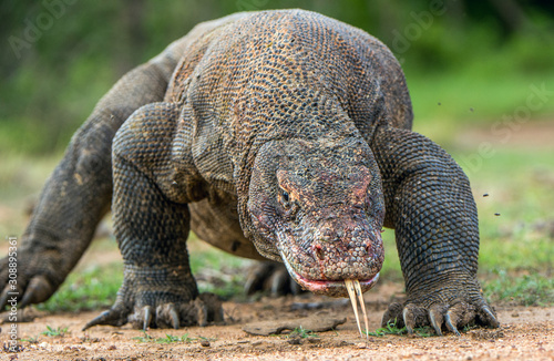 Fotografie, Obraz Komodo dragon with the  forked tongue sniff air
