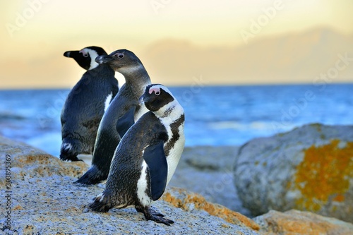 Tablou canvas African penguins (spheniscus demersus) The African penguin on the shore in  evening twilight above red sunset sky