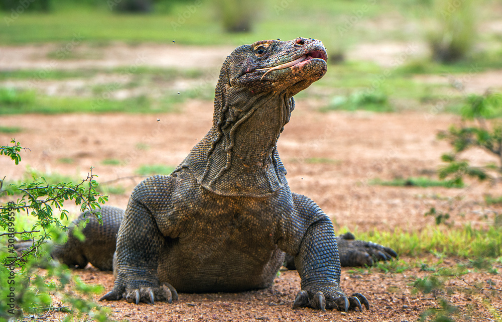 Komodo dragon with the forked tongue sniff air. Close up portrait. ( Varanus komodoensis ) Biggest in the world living lizard in natural habitat. Rinca Island. Indonesia. Komodo dragon with the forked tongue sniff air. Close up portrait. ( Varanus komodoensis ) Biggest in the world living lizard in natural habitat. Rinca Island. Indonesia.