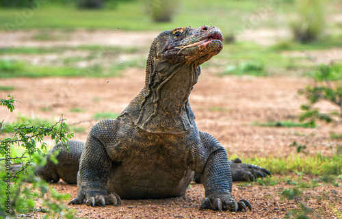 Komodo dragon with the  forked tongue sniff air. Close up portrait.   Varanus komodoensis   Biggest in the world living lizard in natural habitat.  Rinca Island. Indonesia.