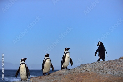 The African penguin (Spheniscus demersus). South Africa