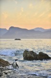 African penguins (spheniscus demersus) The African penguin on the shore in  evening twilight above red sunset sky.