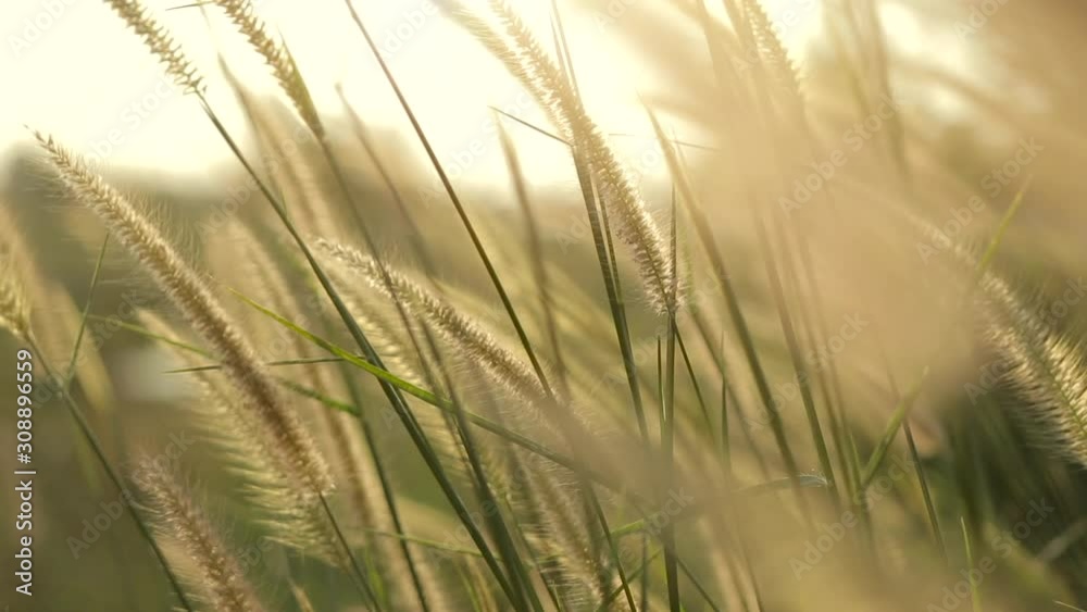 Slow motion of Cogon grass swaying flower by the wind with sunset in the rural. Slow motion of Cogon grass swaying flower by the wind with sunset in the rural.
