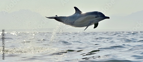Stampa su tela Dolphin, swimming in the ocean
