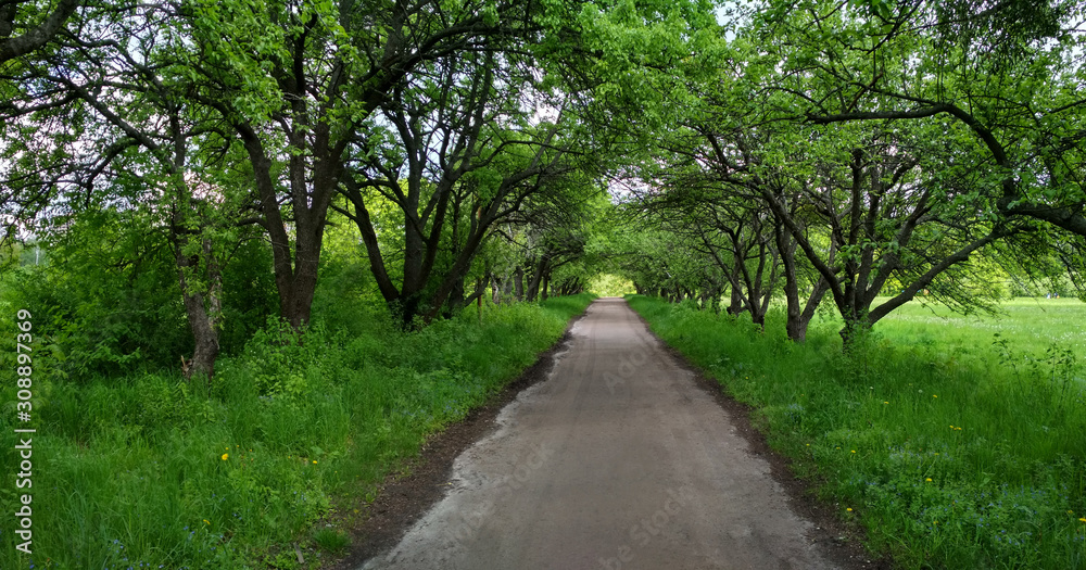 Walk with trees in the park on both sides. Walk with trees in the park on both sides.