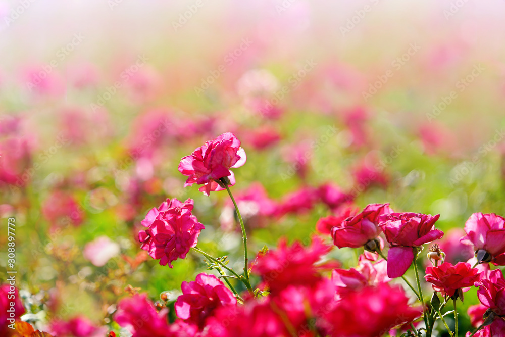 Field of beautiful spring vibrant pink miniature roses or fairy rose flower in garden at sunny day. Field of beautiful spring vibrant pink miniature roses or fairy rose flower in garden at sunny day.