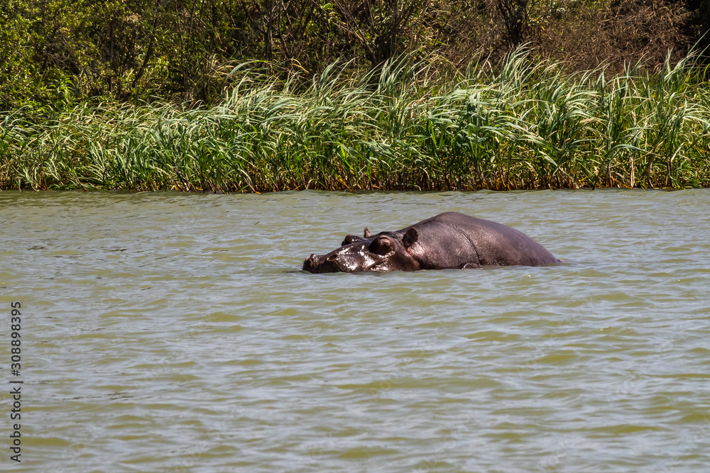Hippo looking out of the water in lake Tana, Ethiopia Hippo looking out of the water in lake Tana, Ethiopia