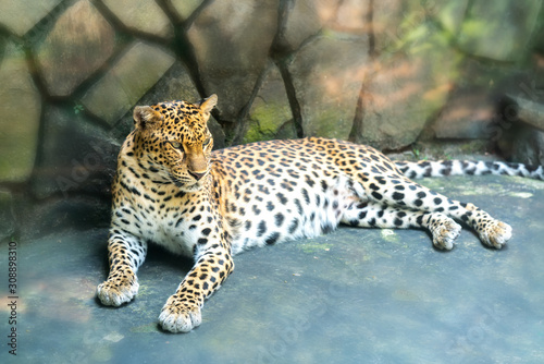 Portrait of leopard prints in the zoo. This is an animal belonging to the cat family needs to be preserved in nature