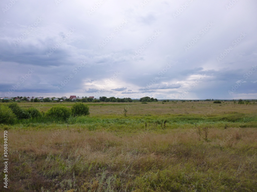 grass in a meadow by the river