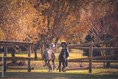 Great Dane © David Aparicio