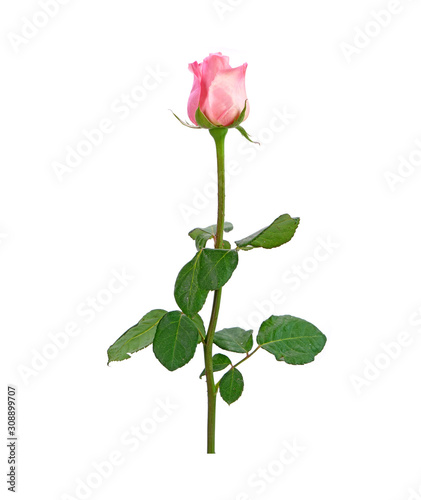 Pink rose flower with green leaves Isolated on white background.