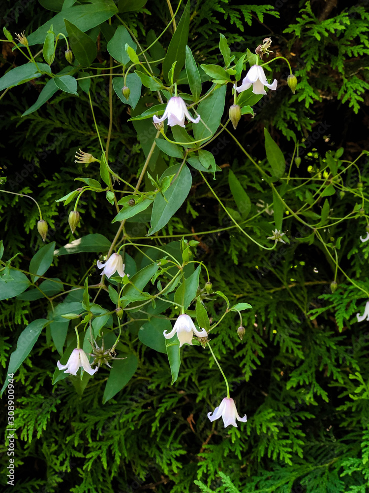 Obraz premium White flowers