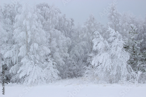 Branches of birches covered with a thick layer of frost bent under the weight