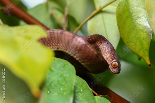 The keeled slug-eating snake, Pareas carinatus, is a species of snake in the family Pareidae . It is relatively widespread in Southeast Asia photo