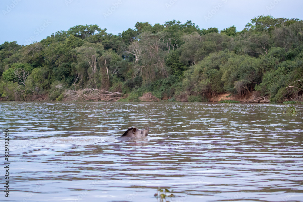 Ein Tapir quert schwimmend einen Fluss in der Seitenansicht Ein Tapir quert schwimmend einen Fluss in der Seitenansicht