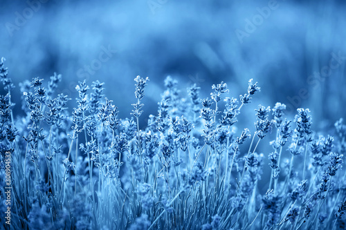 Color of year  2020. Blooming lavender flowers on sunset  toned classic blue photo. Lavender flower field.