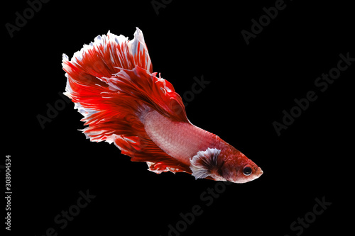 Red and white betta fish, Siamese fighting fish, betta splendens (Halfmoon betta, Pla-kad (biting fish) isolated on black background. File contains a clipping path.