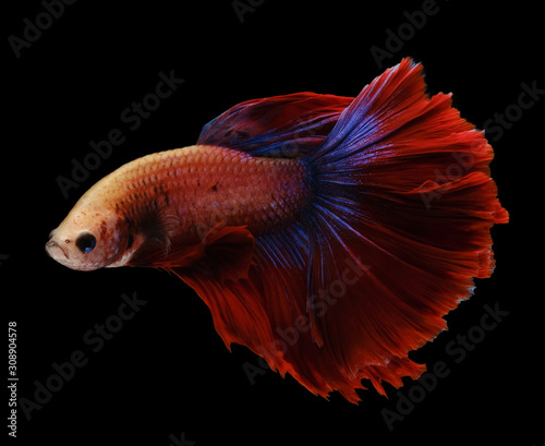 Red and blue tail betta fish, Siamese fighting fish, betta splendens (Halfmoon betta, Pla-kad (biting fish) isolated on black background. File contains a clipping path.