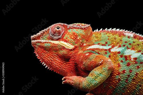 Colorful chameleon isolated on black background