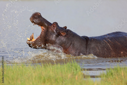 Flusspferd (Hippopotamus amphibius) im Wasser mit geöffnetem Maul photo